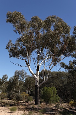 APII jpeg image of Eucalyptus cambageana  © contact APII