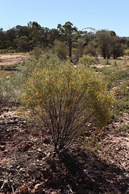 APII jpeg image of Senna artemisioides subsp. zygophylla  © contact APII