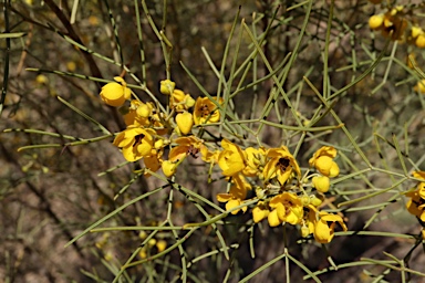 APII jpeg image of Senna artemisioides subsp. zygophylla  © contact APII