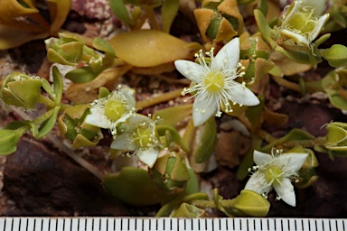 APII jpeg image of Gunniopsis papillata  © contact APII