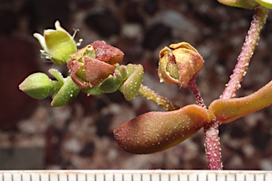 APII jpeg image of Gunniopsis papillata  © contact APII