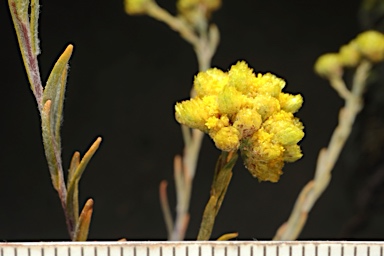 APII jpeg image of Gnephosis arachnoidea  © contact APII