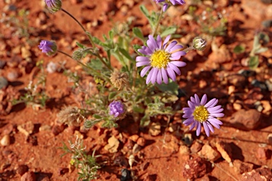 APII jpeg image of Calotis inermis  © contact APII