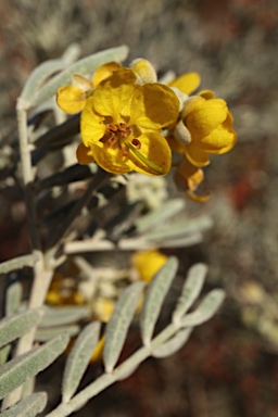 APII jpeg image of Senna artemisioides subsp. sturtii  © contact APII