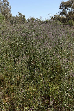 APII jpeg image of Cullen australasicum  © contact APII