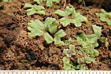 APII jpeg image of Riccia  © contact APII