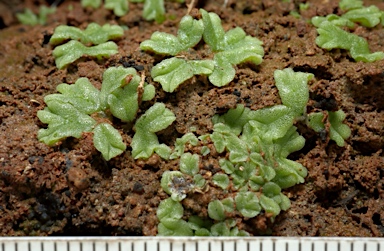 APII jpeg image of Riccia  © contact APII