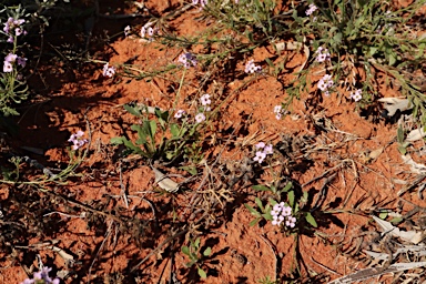 APII jpeg image of Harmsiodoxa blennodioides  © contact APII