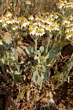 APII jpeg image of Rhodanthe corymbiflora  © contact APII