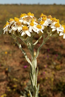 APII jpeg image of Rhodanthe corymbiflora  © contact APII