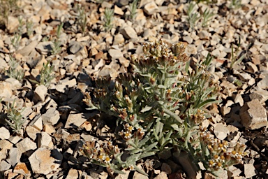 APII jpeg image of Rhodanthe microglossa  © contact APII