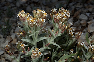 APII jpeg image of Rhodanthe microglossa  © contact APII