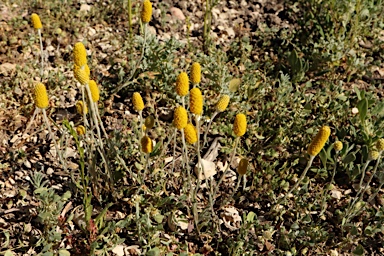 APII jpeg image of Pycnosorus melleus  © contact APII