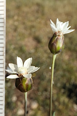 APII jpeg image of Rhodanthe stricta  © contact APII