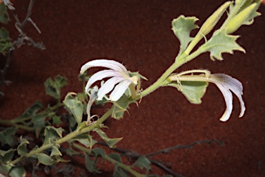 APII jpeg image of Scaevola parvibarbata  © contact APII