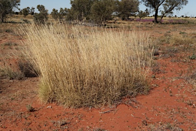 APII jpeg image of Triodia basedowii  © contact APII