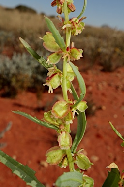 APII jpeg image of Haloragis gossei  © contact APII