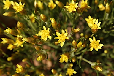 APII jpeg image of Schoenia ramosissima  © contact APII