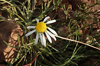 APII jpeg image of Brachyscome eriogona  © contact APII