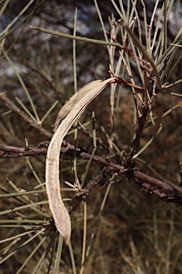 APII jpeg image of Acacia cyperophylla  © contact APII