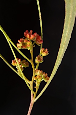 APII jpeg image of Dodonaea viscosa subsp. angusissima  © contact APII