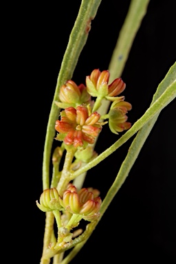 APII jpeg image of Dodonaea viscosa subsp. angusissima  © contact APII