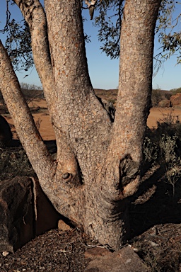 APII jpeg image of Corymbia terminalis  © contact APII