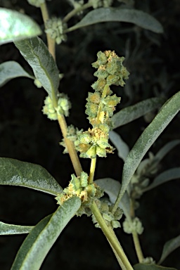 APII jpeg image of Atriplex elachophylla  © contact APII