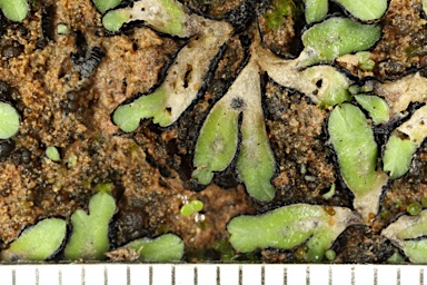 APII jpeg image of Riccia inflexa  © contact APII