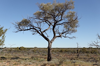 APII jpeg image of Acacia ammophila  © contact APII