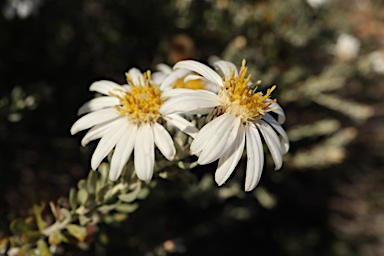 APII jpeg image of Olearia pimeleoides  © contact APII