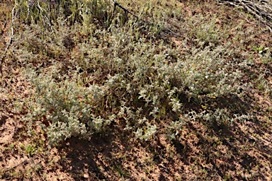 APII jpeg image of Atriplex limbata  © contact APII