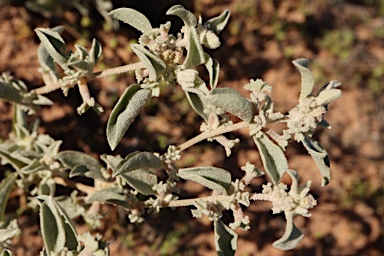 APII jpeg image of Atriplex limbata  © contact APII