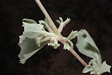 APII jpeg image of Atriplex limbata  © contact APII