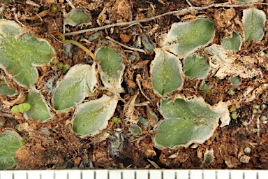 APII jpeg image of Riccia cartilaginosa  © contact APII