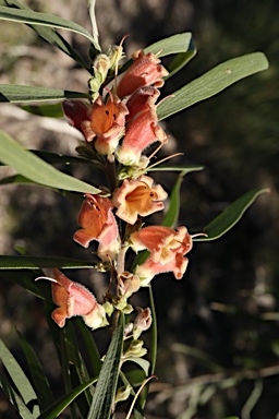 APII jpeg image of Eremophila longifolia  © contact APII