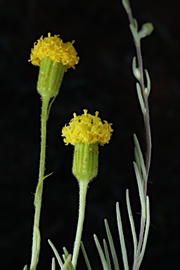 APII jpeg image of Millotia greevesii subsp. greevesii  © contact APII