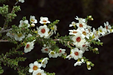 APII jpeg image of Micromyrtus hexamera  © contact APII