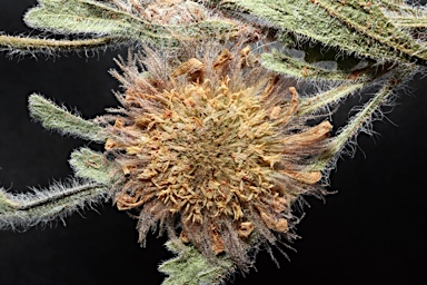 APII jpeg image of Calotis inermis  © contact APII