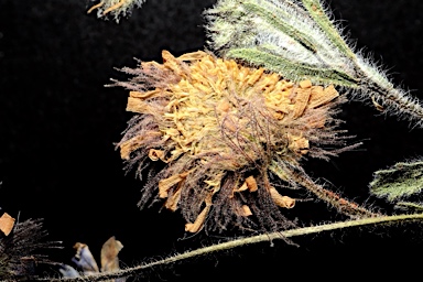 APII jpeg image of Calotis inermis  © contact APII