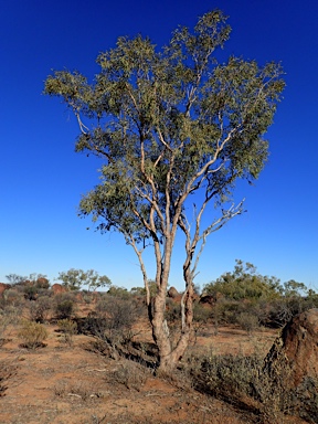 APII jpeg image of Corymbia terminalis  © contact APII