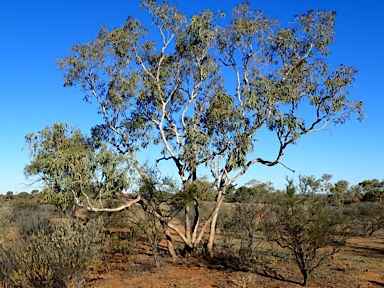 APII jpeg image of Corymbia terminalis  © contact APII