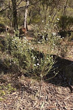 APII jpeg image of Westringia cheelii  © contact APII