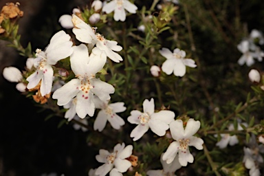 APII jpeg image of Westringia cheelii  © contact APII