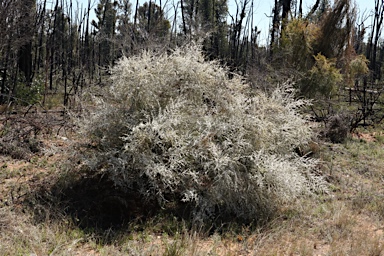 APII jpeg image of Gaudium divaricatum  © contact APII