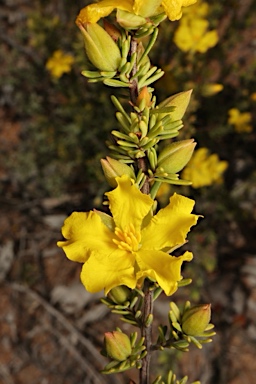 APII jpeg image of Hibbertia riparia  © contact APII