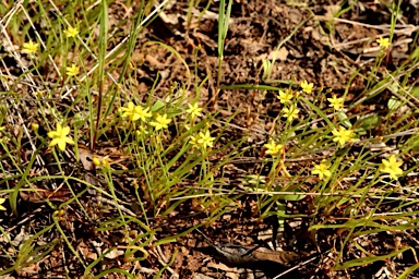APII jpeg image of Bulbine semibarbata  © contact APII