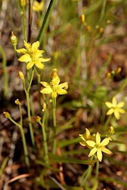 APII jpeg image of Bulbine semibarbata  © contact APII
