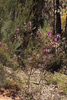 APII jpeg image of Prostanthera howelliae  © contact APII
