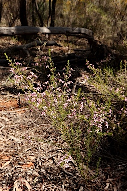 APII jpeg image of Zieria aspalathoides subsp. aspalathoides  © contact APII